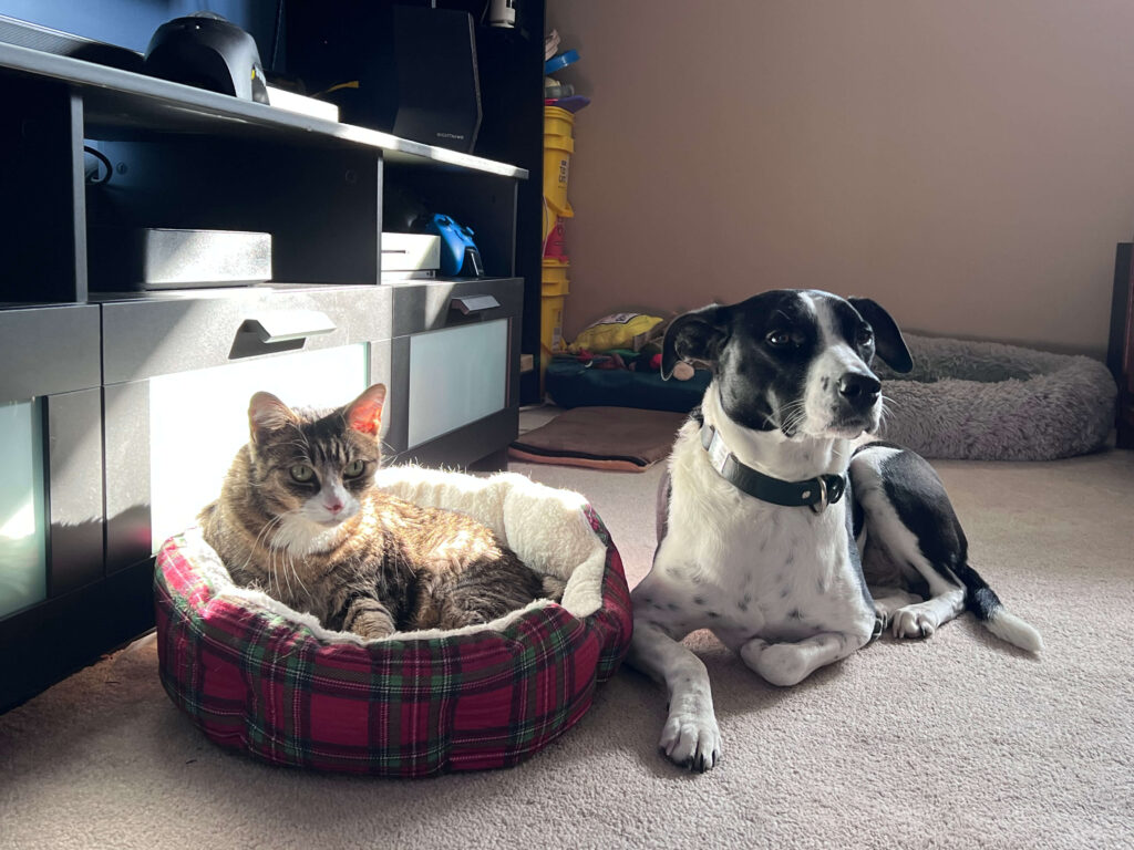 cat and dog
