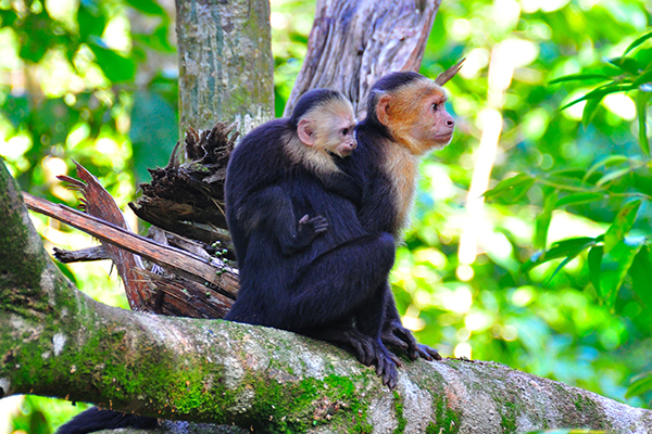 images of monkeys in Costa Rica