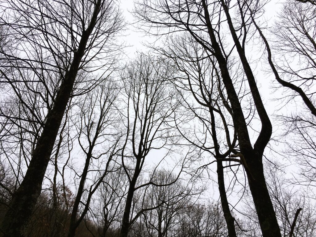 Richard B Russell Scenic Hwy 2021 - UCF Alumni grouping of trees