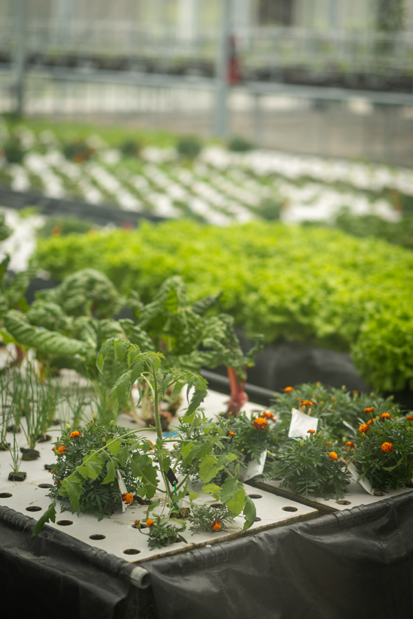 Knight On The Farm 2026 119