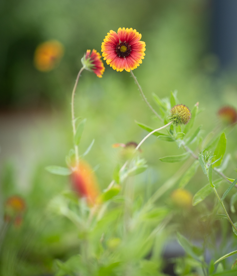 Knight On The Farm 2026 127