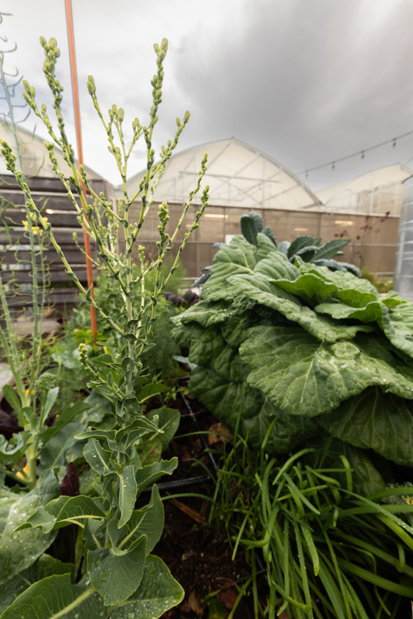 Knight On The Farm 2026 131