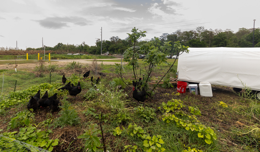 Knight On The Farm 2026 134