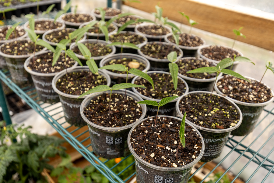 Knight On The Farm 2026 135