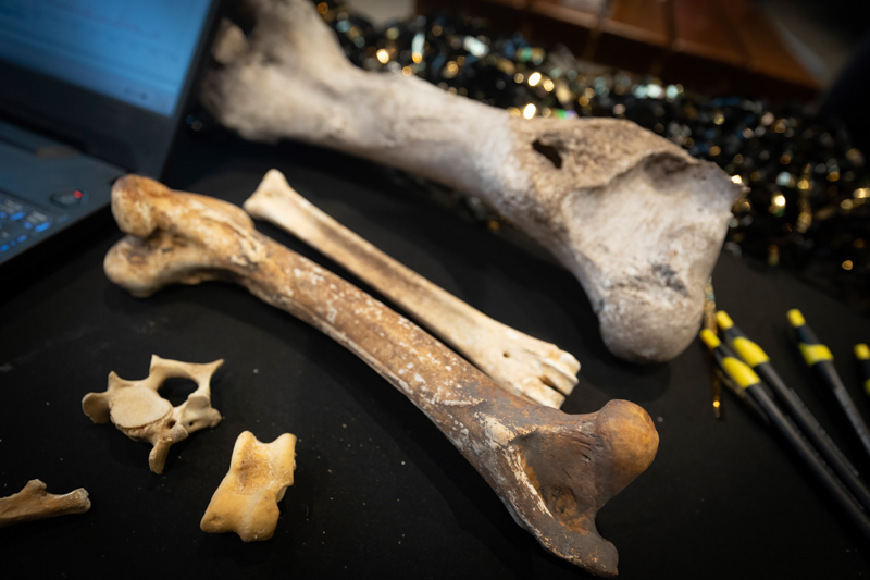 Assorted bone specimens on a dark table, including a long brown femur-like bone and small vertebrae, with a laptop in the background at a lab setup.