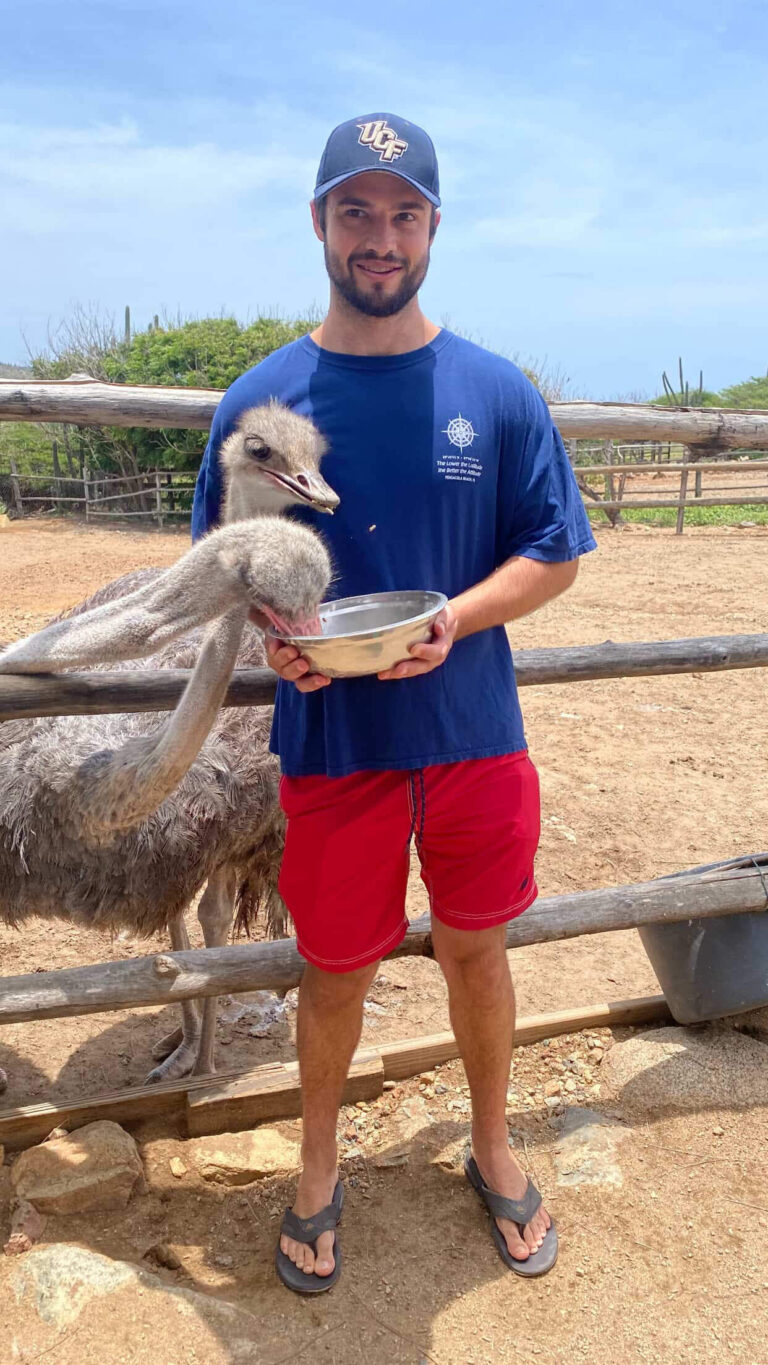 Man in a blue shirt and red shorts feeding an ostrich with a metal bowl at a farm fence.
