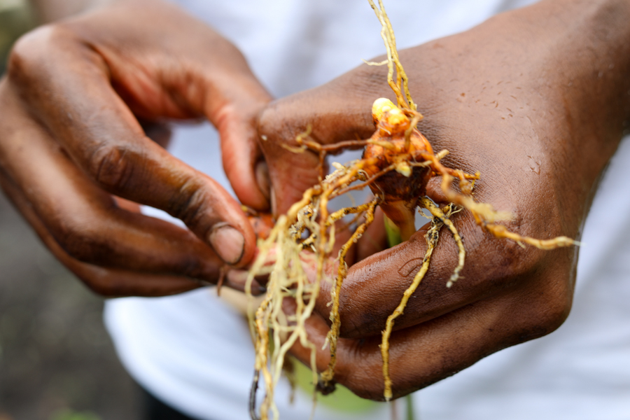 Close-up of hands with muddy fingers holding a young plant with exposed roots and soil clinging to them.