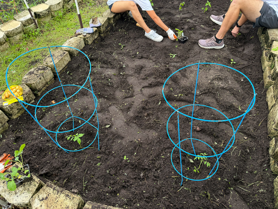Two blue cylindrical plant supports in a vegetable garden with people planting seedlings in the soil between the beds.