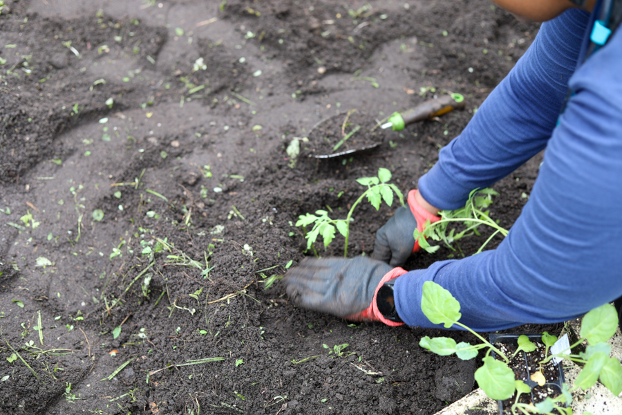 Person wearing blue sleeves and gloves plants a small seedling into dark soil, with a trowel nearby in a garden bed