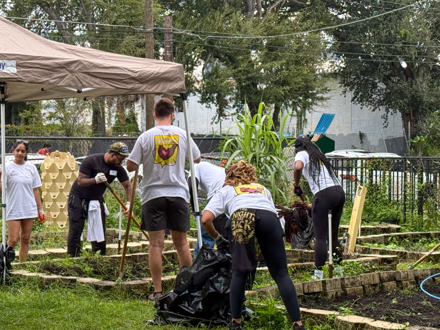 Group of volunteers working in a community garden under a beige canopy, digging and bagging debris.