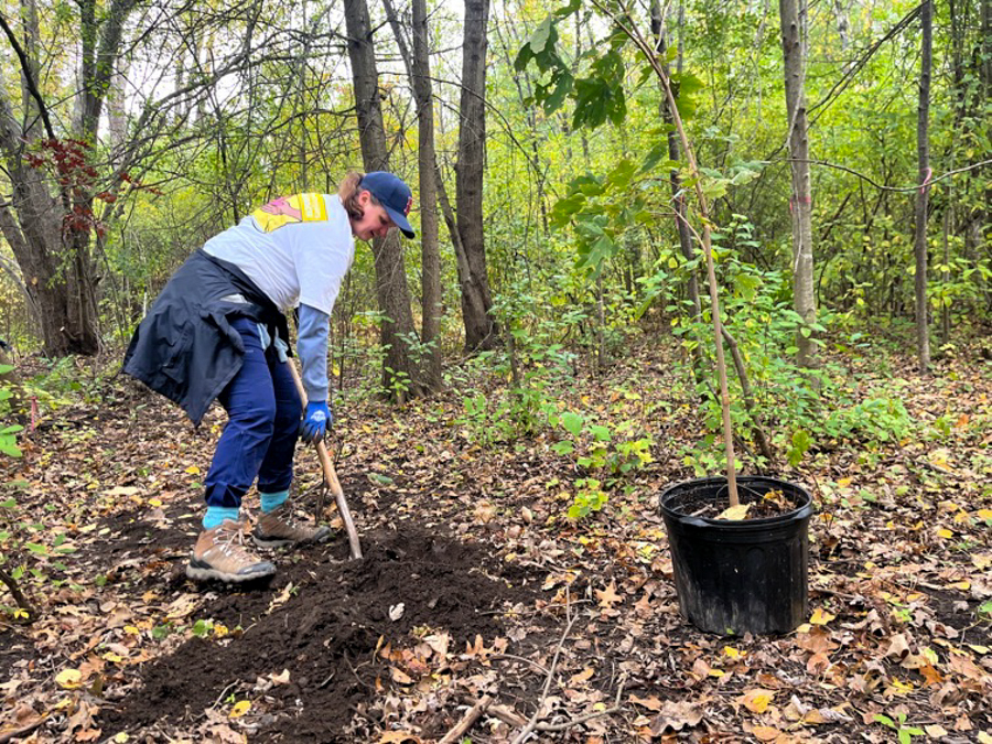 Person in a cap digs a hole in leaf litter for a tree sapling in a forest, with a potted young tree nearby.