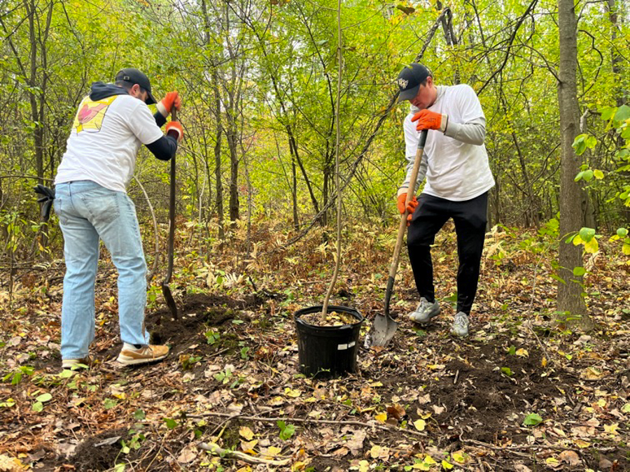 Two volunteers plant a young tree in a forest clearing, digging with shovels and wearing orange gloves.