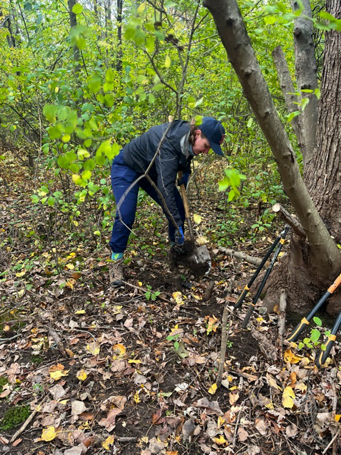 Person wearing a cap and dark clothing digs in soil with a shovel in a leafy forest clearing.
