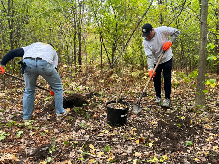 Two volunteers dig holes in a wooded area to plant trees, with a bucket and shovels nearby and autumn leaves on the ground.