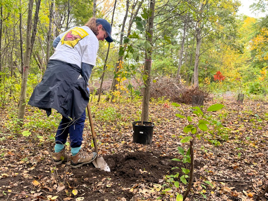 Person planting a tree in a forest, digging a hole with a shovel amid autumn leaves.