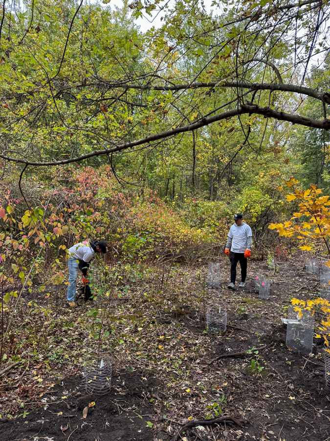 Two volunteers wearing gloves plant young trees in a fall woodland clearing; saplings are protected by wire guards.