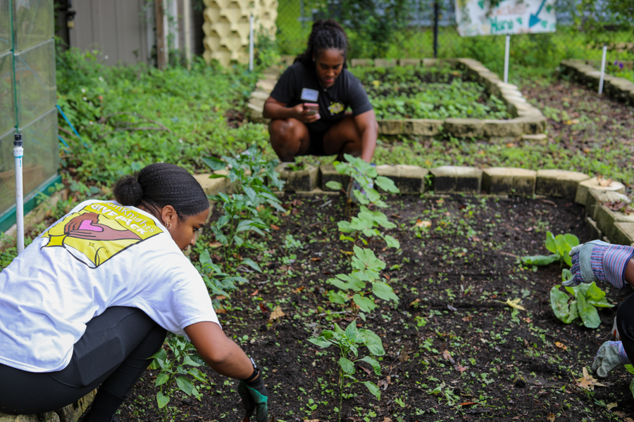 Two volunteers kneel and plant young seedlings in a community garden bed, with raised beds and greenery around them.